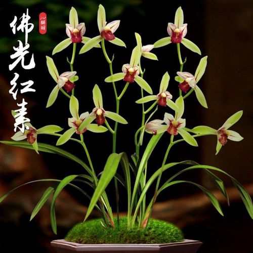 建兰 佛光红素 室内盆栽花卉  经典色花