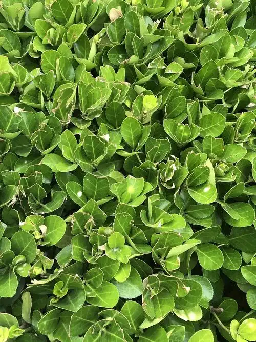 叶子被镶上金边啦