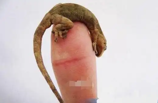 壁虎壁虎有毒吗 它咬人吗图8