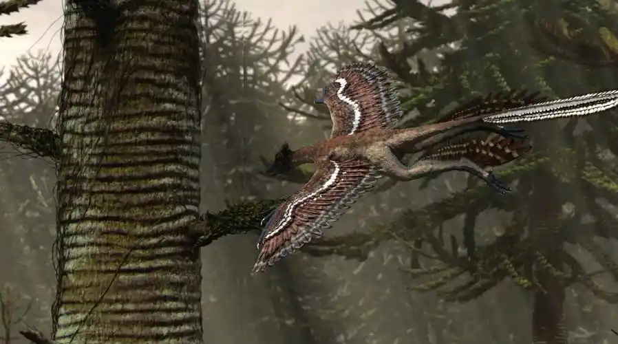 原创世界上最小的恐龙小盗龙