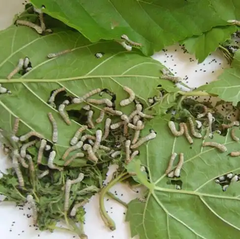 一般蚕子都是放在卫生纸上的,五毛钱一张,上面密密麻麻的布满了黑色的