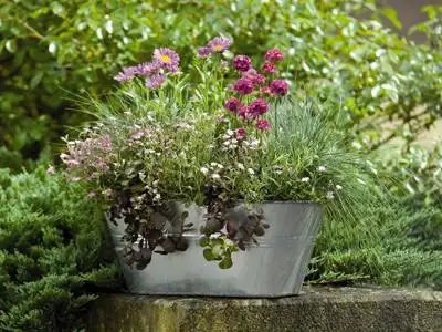 厦门爱垦园艺有限公司|icanseed-花种,草种,种苗,种球,园艺资材,家庭