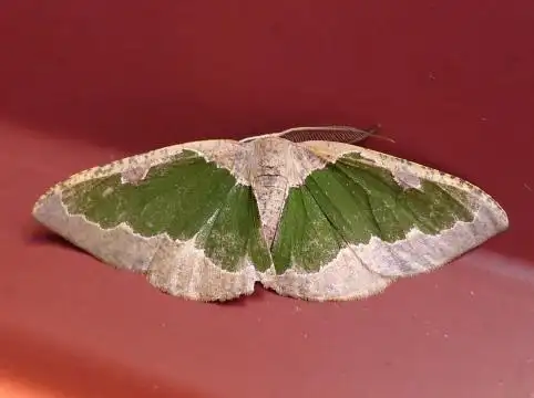 绿纹尺蛾 subspecies celenna festivaria formosensis (inoue, 1964)