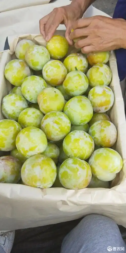 秋姬李子 果个大,可上冷库.