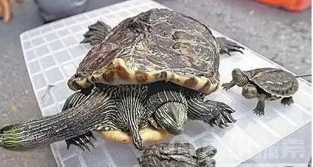 从未生过大病,照这个情况发展,它很有可能和它的祖先希腊陆龟一样,活