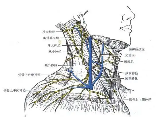 肩部的神经分布