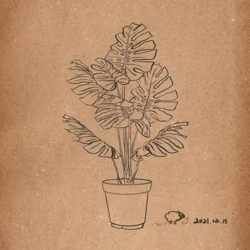 简笔画07植物篇龟背竹日常写写画画