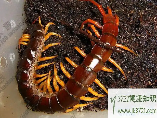全球十大著名蜈蚣的种类排行榜
