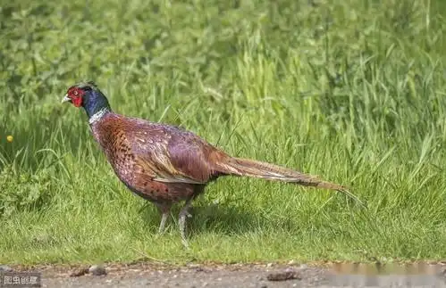 农村"野味"越来越稀少,唯独野鸡越来越多,究竟是啥原因呢