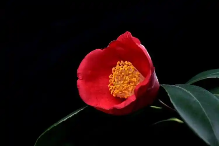 南宁市第七届茶花文化展1红色山茶花