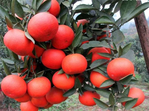 桂林塔罗科血橙苗