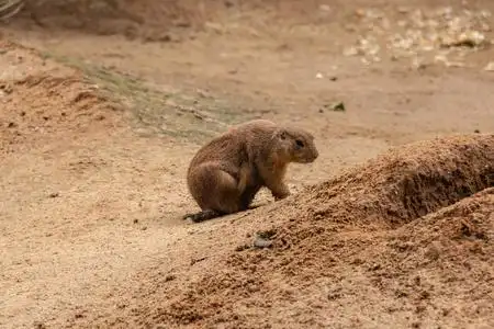 土拨鼠是生活在地下的小草原动物照片