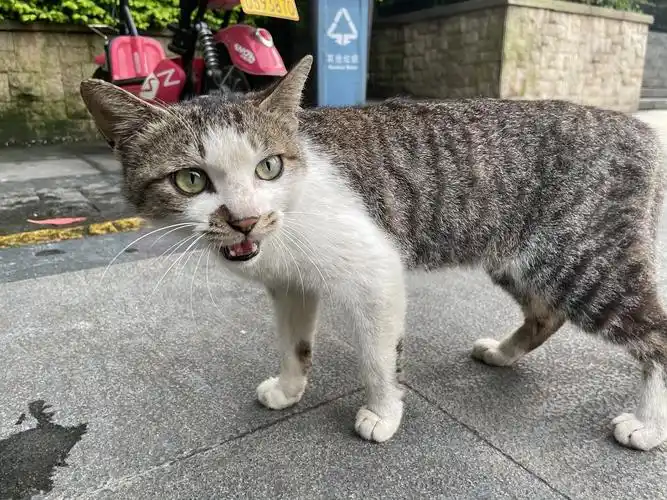 【领养】长沙狸白小美女找领养