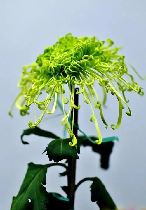 【绿菊花】菊花极品![赞]最难培育的菊花...