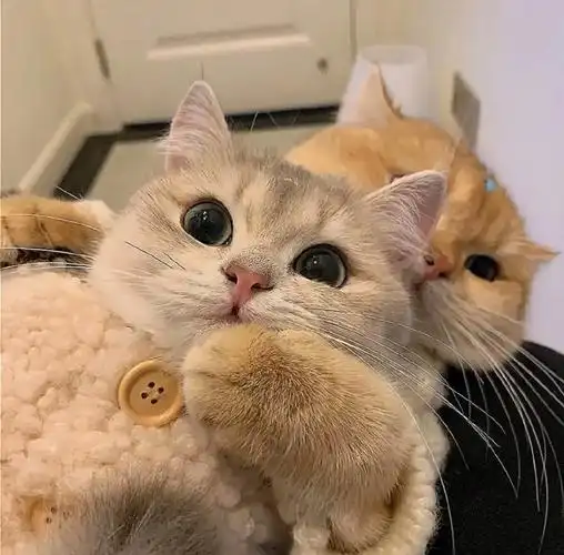 一组情侣头像猫咪狗狗