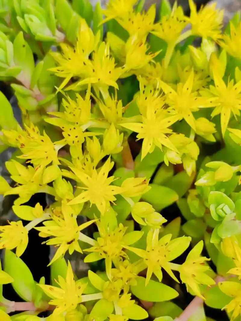 身边植物之垂盆草:景天科景天属多年生肉质草本植物.