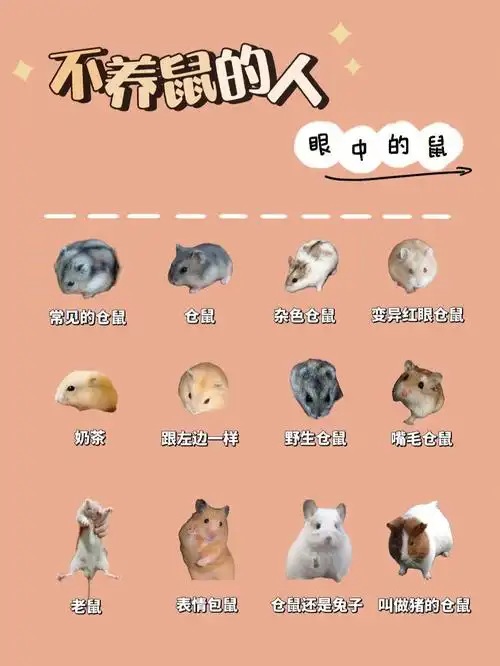 一篇就够仓鼠品种大全新手必看