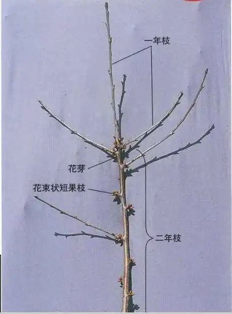 樱桃一根棒三年枝栽培法(全译本:作者:黑田实.译者:张毅)