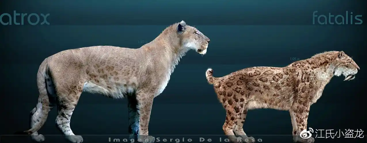 图注:拟狮和命运刃齿虎的体型对比,图片来自网络