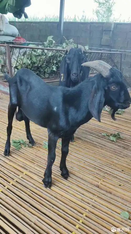 黑头杜波,黑山羊