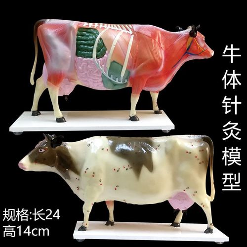 牛体针灸模型及牛解剖模型 动物解剖模型牛解剖模型 仿真动物模型 牛