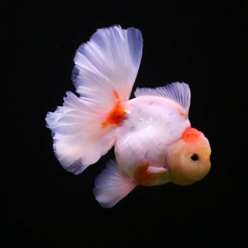 进口百褶裙精品泰狮f1金鱼活体观赏鱼原泰冷水鱼