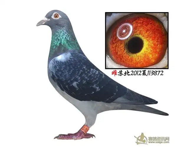 鸽友清棚老派种鸽深雨黄眼雌已售