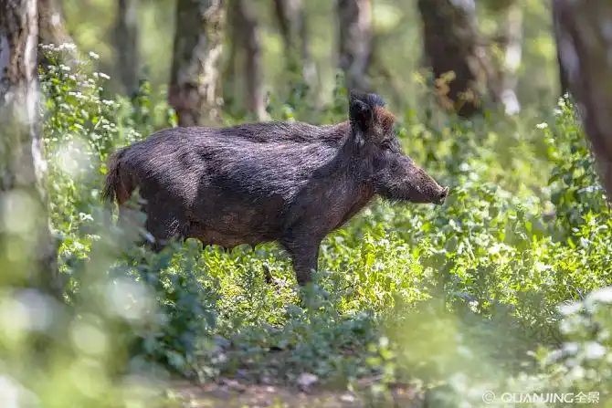 野猪图片_图片大全