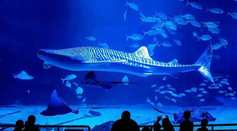 9元游海昌鲸鲨馆,家庭票169.9元,户口本上有几人都可以,全家畅游!
