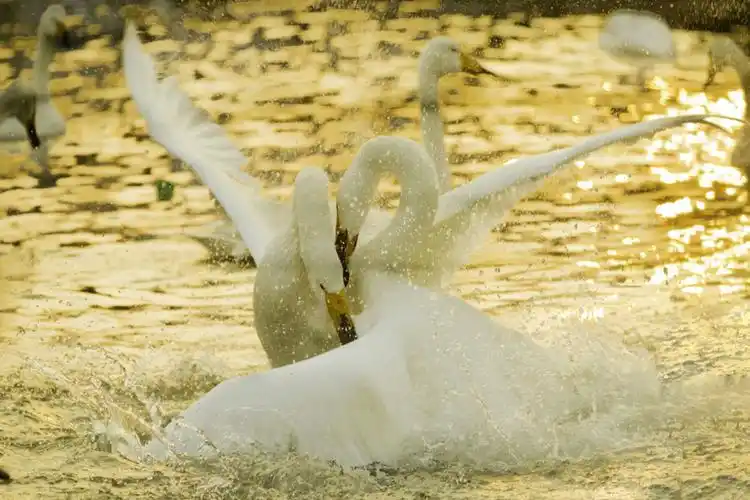 天鹅舞 _摄影崔利英