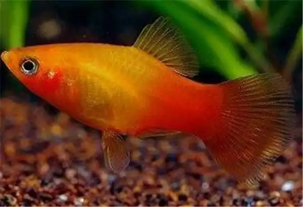 月光鱼公母分辨方法饲养月光鱼要注意的事情