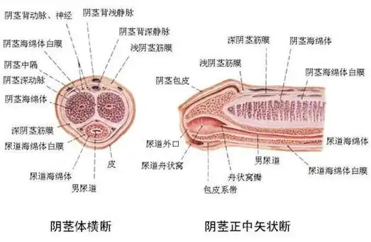 本质是一系列神经血管活动——副交感神经兴奋,阴茎海绵体内小动脉及