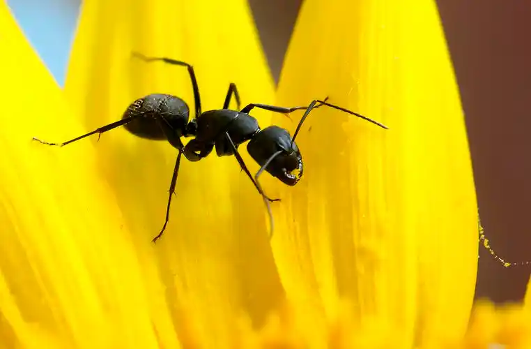 葵花上的黑蚂蚁图片昆虫黑蚂蚁双齿多刺蚁鼎突多刺蚁拟黑多刺蚁