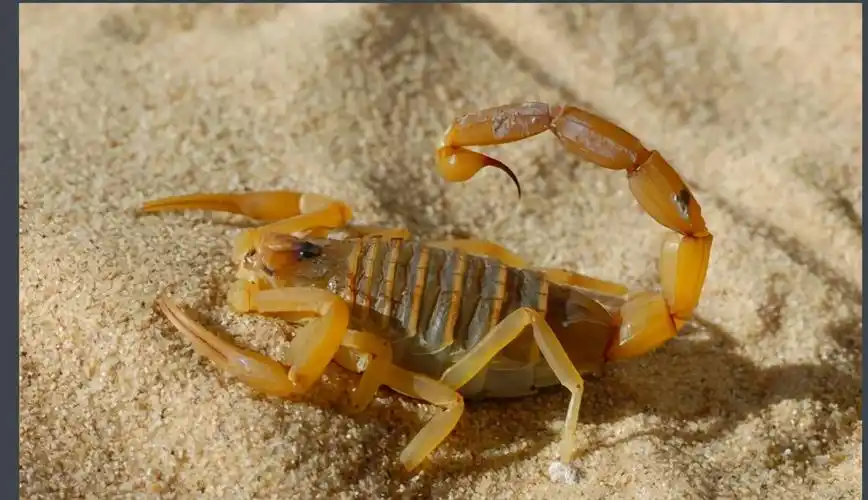 巴勒斯坦毒蝎 最毒蝎子vs最毒蜘蛛-小蚊子百科网