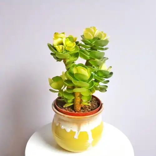 金钱木老桩多肉植物室内花卉盆栽好养肉肉超大多肉植物