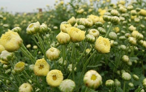 胎菊有哪些禁忌副作用?