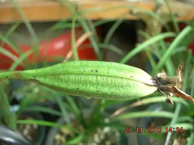 月白风清写到: 今年一盆巧百合开花后结果了,养了近10个月,现在果实