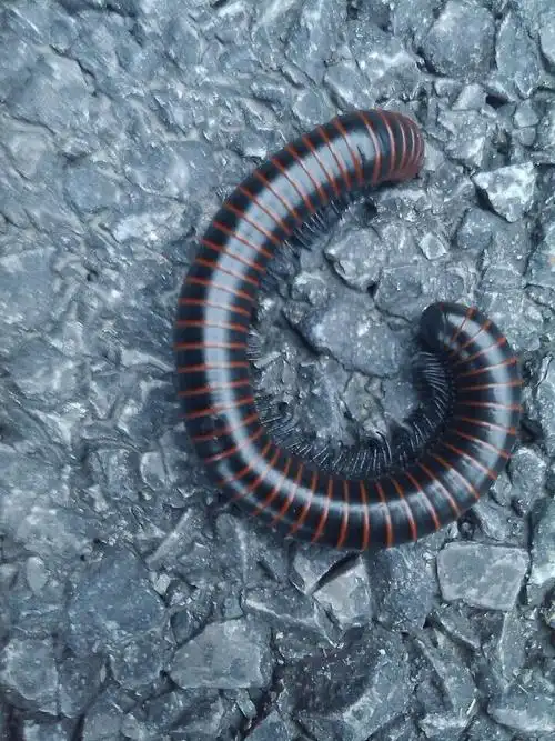 花鸟鱼虫  2013-10-20 21:16提问者采纳 马陆(千足虫)属于多足纲动物