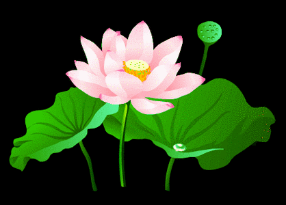 gif 动态图 荷花 摇曳