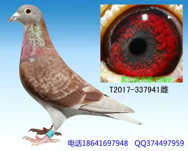 黑目四号西翁_蓝天霸主鸽业_ ag188.com爱鸽商城_中国信鸽信息网
