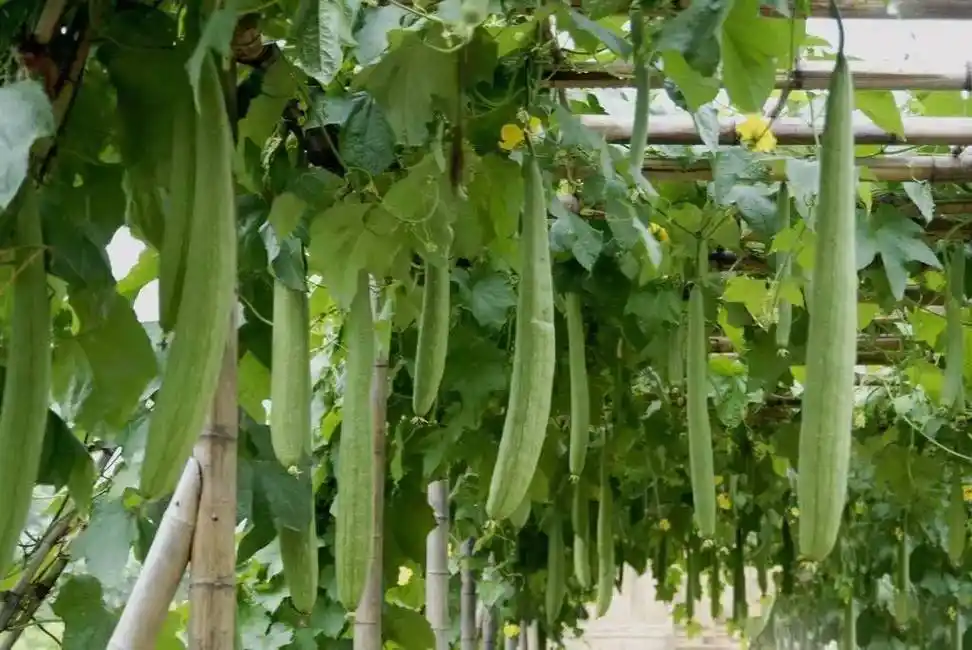 丝瓜种植:夏季丝瓜怎么防治早衰?