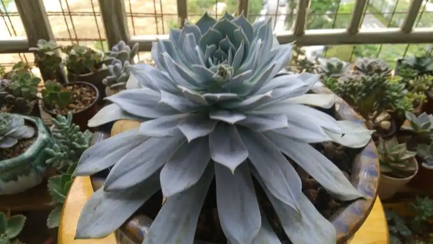 多肉薄叶蓝鸟的养护技巧,水浇多了容易穿裙子,控养反而更美
