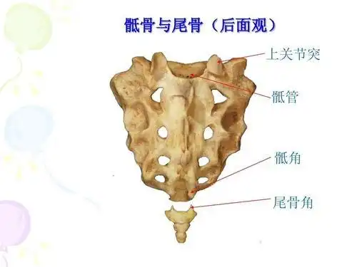 结构 ①颈椎②胸椎③腰椎 ①颈椎骨②胸椎骨③腰椎骨 ④骶椎骨⑤尾骨