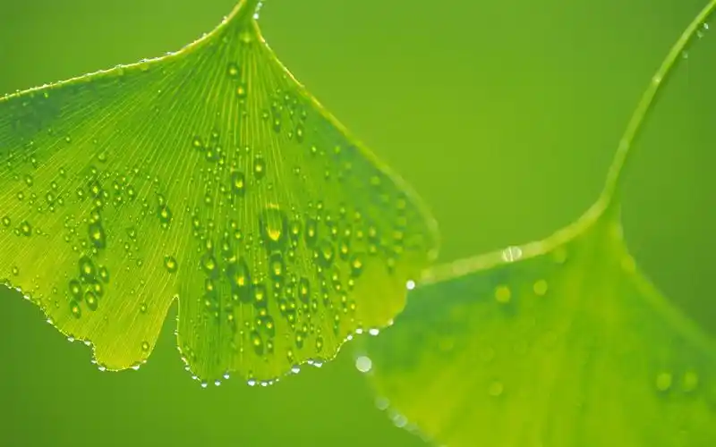 绿色的电脑壁纸比其他颜色的更加保护眼睛吗