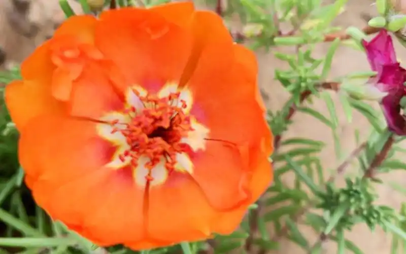 马齿苋菜花,好久不见!