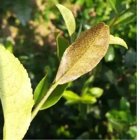 茶树叶部害虫茶橙瘿螨