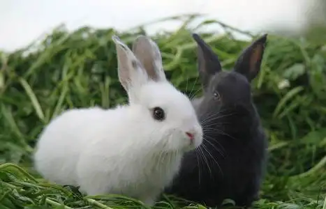 草地上的白兔和黑兔.特写镜头.照片