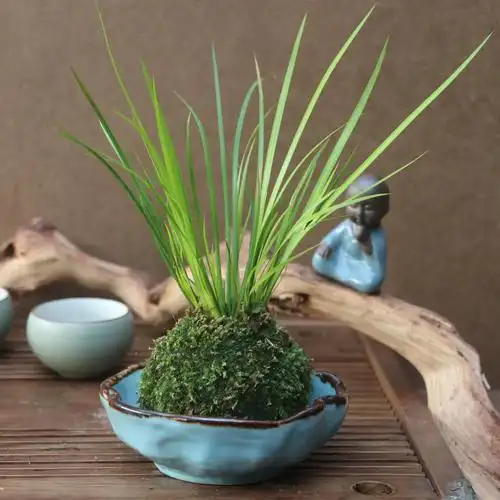 苔玉苔藓球胧月菖蒲书房清雅茶桌办公室中式禅意水培绿植盆栽摆件--爱