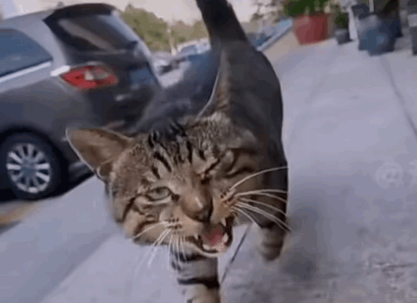 笑炸!肥狸出门打架闹事,下一秒