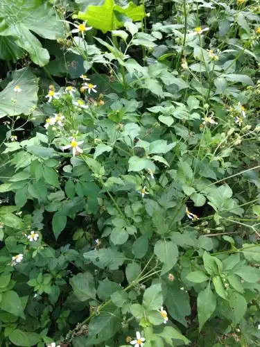 这叫什么呀?像小菊花似的